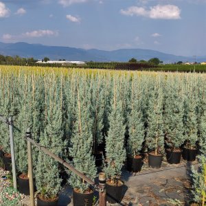 Cypruštek arizónsky (Cupressus arizonica) ´FASTIGIATA´ (-13°C) - výška 125-150cm, kont. C10L